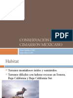 Conservacion Borrego Cimarrn Mexicano