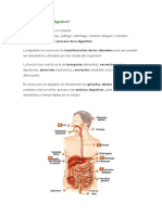 Sistema Digestivo Dibujo 4