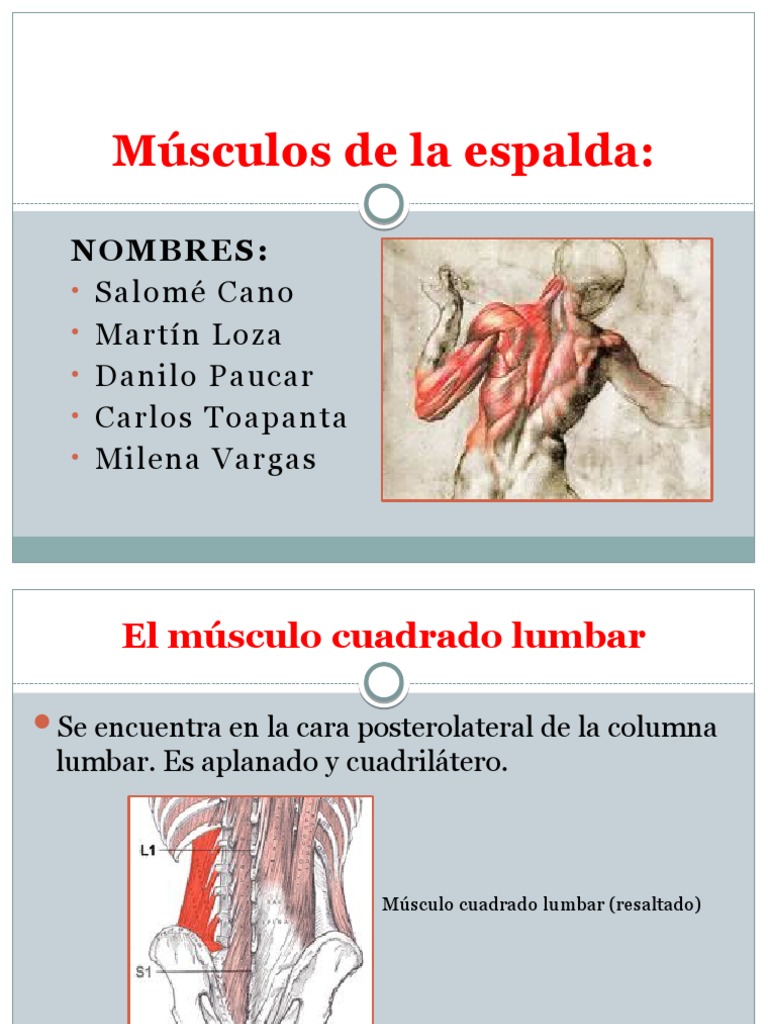 Músculos de La Espalda Parte 2 | PDF | La columna vertebral | Anatomía de  los primates, image size:768x1024