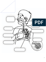 Ficha Sistema Respiratorio