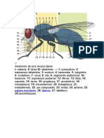 Anatomía y características de la mosca común