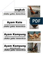 list ayam