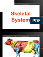 skeleton ppt.pptx