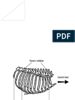 Vertebrae