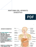 Anatomia Del Aparato Digestivo