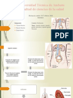 Exposicion Anatomia