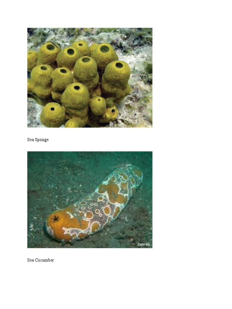 Marine Life: Sponges and More | PDF