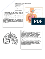 Los pulmones: órganos clave del sistema respiratorio