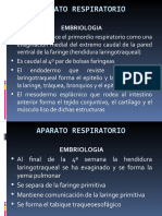 Embriologia Respiratorio