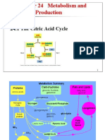 RX 24 Citricacidcycle