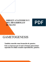 Embrio Origen Del Desarrollo Humano .Key