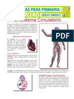 Órganos Principales Del Sistema Circulatorio para Tercero de Primaria PDF