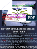 Sistema Circulatorio de Los Vegetales