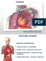 Anatomía humana: Sistemas y organización