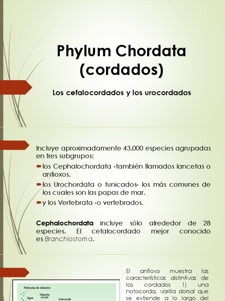 Cordados, Phylum Chordata. Características Y Clasificación – KGVQD