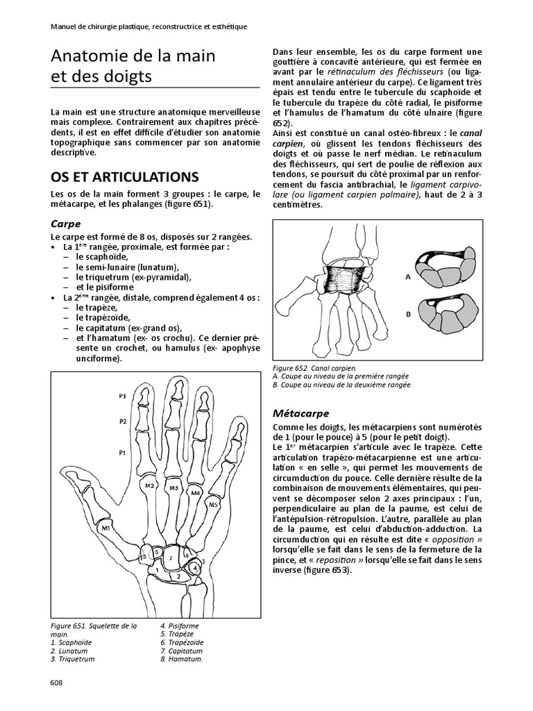 Anatomie de la main et des doigts | PDF | Main | Appareil locomoteur