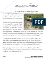 Free African Wild Dogs Sixth Grade Reading Comprehension Worksheet