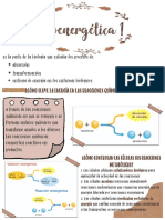 (ppt7) Bioenergetica PDF