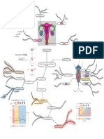 Mapa Mental A.Reproductor Femenino