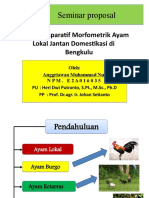 Studi Komparatif Morfometrik Ayam Lokal