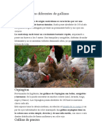 Onoce Las Razas Diferentes de Gallinas