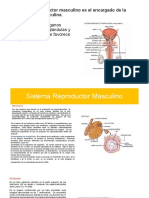 Sistema Reproductor Masculino Manual (Autoguardado)