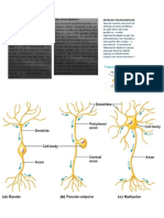 las neurona.docx