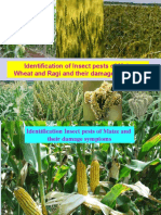 Identification of Insect Pests of Maize, Wheat and Ragi and Their Damage Symptoms