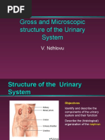 13 Gross and Microscopic Structure of The Urinary System