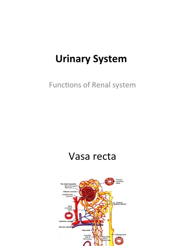 Urinary System: Functions of Renal System | PDF | Kidney | Angiotensin