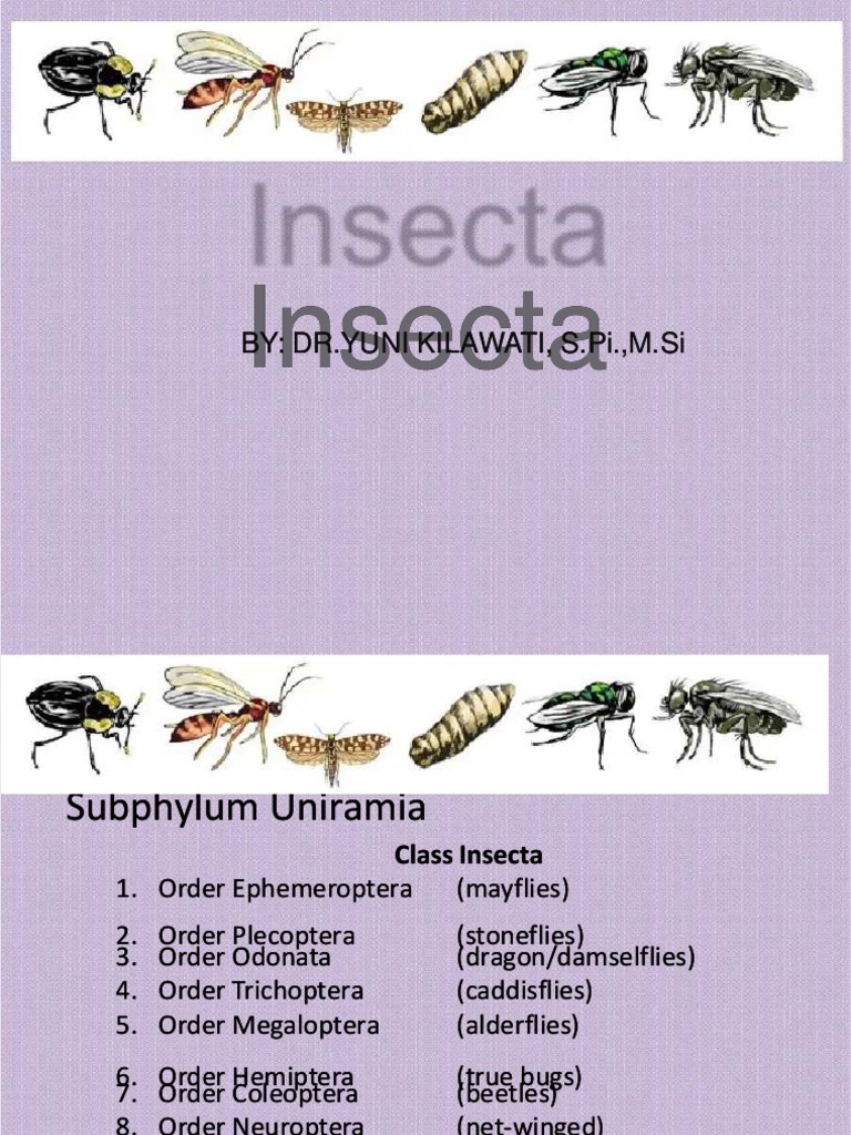Docshare - Tips Insecta-Yuni | Download Free PDF | Pupa | Insects