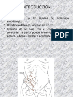 Apendicitis (Autoguardado)