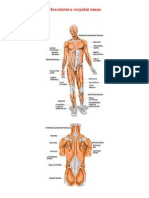 Musculatura Corpului Uman