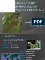 Trichomonas en Amazonas Leucocephala