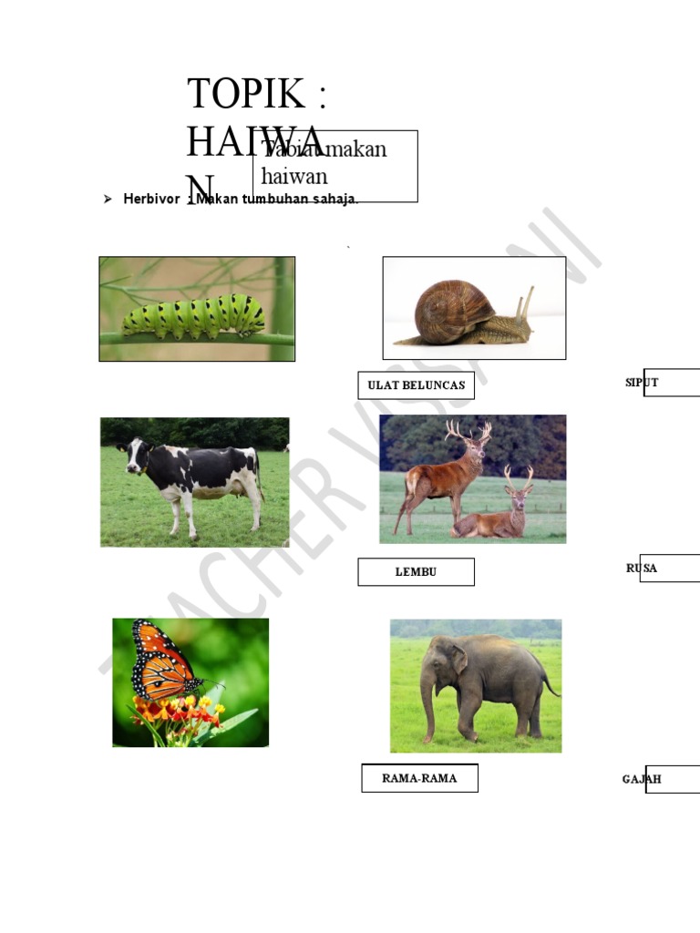 Topik 4 Haiwan Pdf