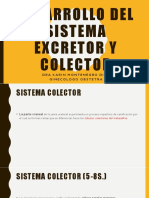 sistema colector y excretor.pdf