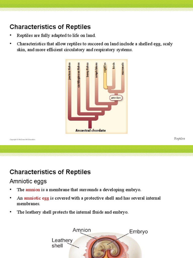 Characteristics of Reptiles PDF Reptile Amphibian