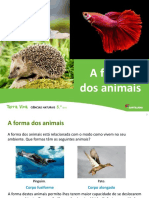 Forma e simetria dos animais