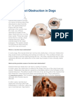 Eye Discharge (Epiphora) in Dogs