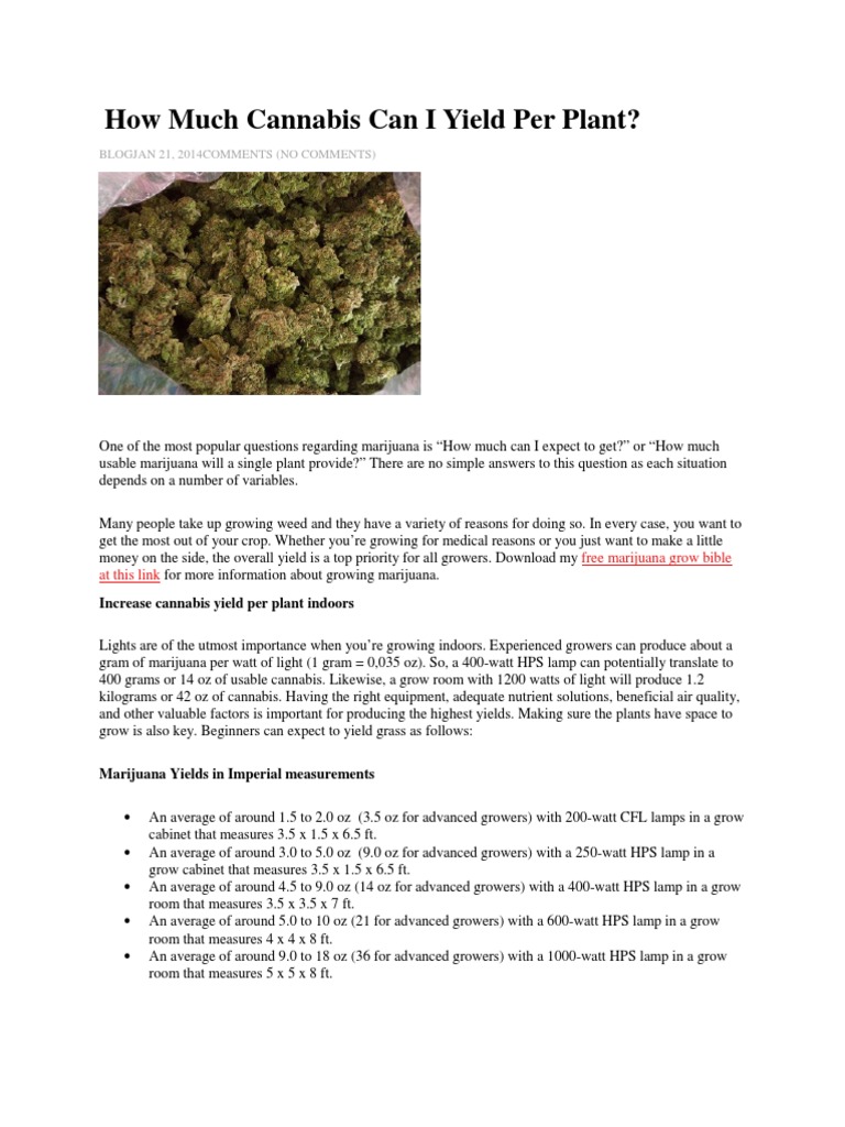 camellia sinensis plants for sale Tea Plant