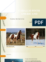 Caballo Pinto - Power