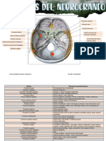 Orificios Del Neurocraneo