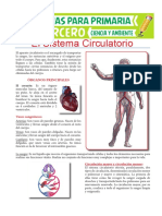 El sistema circulatorio: transporte de nutrientes y oxígeno