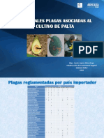 Plagas Palta 2020 PDF