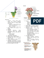 Brainstem 2