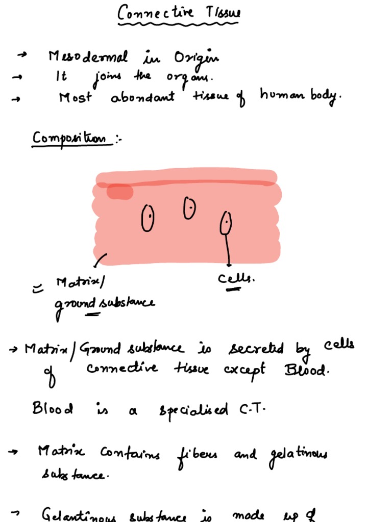 Connective Tissue Overview | PDF | Cartilage | Connective Tissue