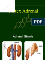 Adrenal cortex hormone.pptx