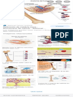 Medula Osea Amarilla - Búsqueda de Google