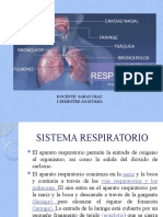 Sistema Respiratorio