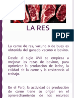 CARNES Pucp